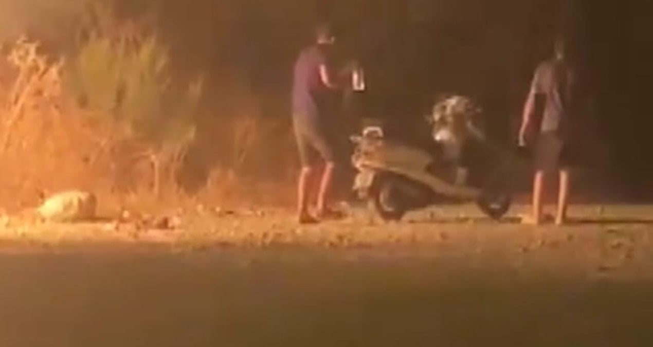 ormani atese verdiler cep telefonu kamerasina yakalandilar LTQZSQJb