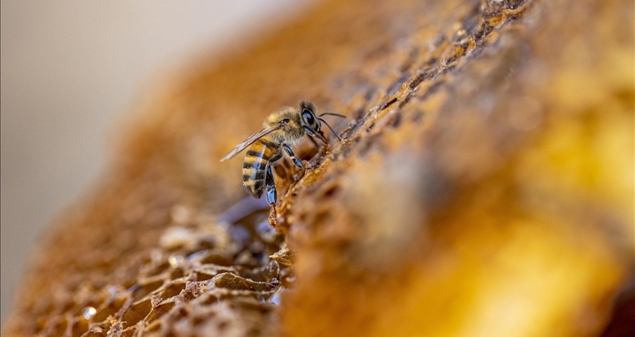 turkiye aricilikta dunyada ikinci sirada qNqvTh1s