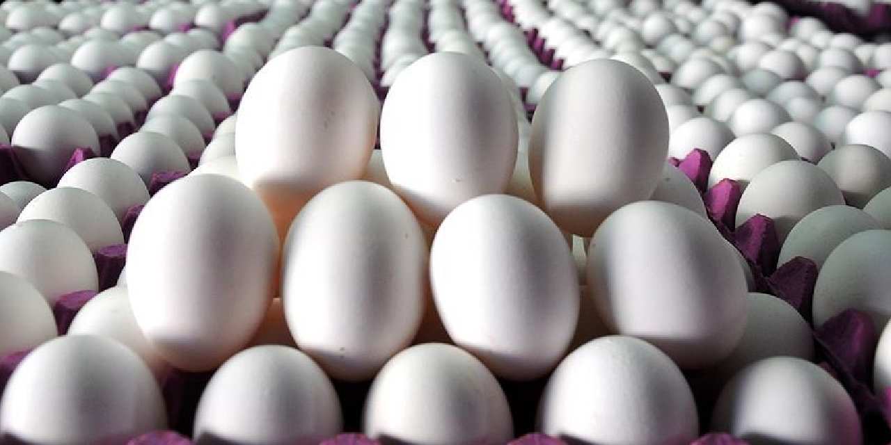 tuik acikladi yumurta azaldi JnBSz9Lt.jpg