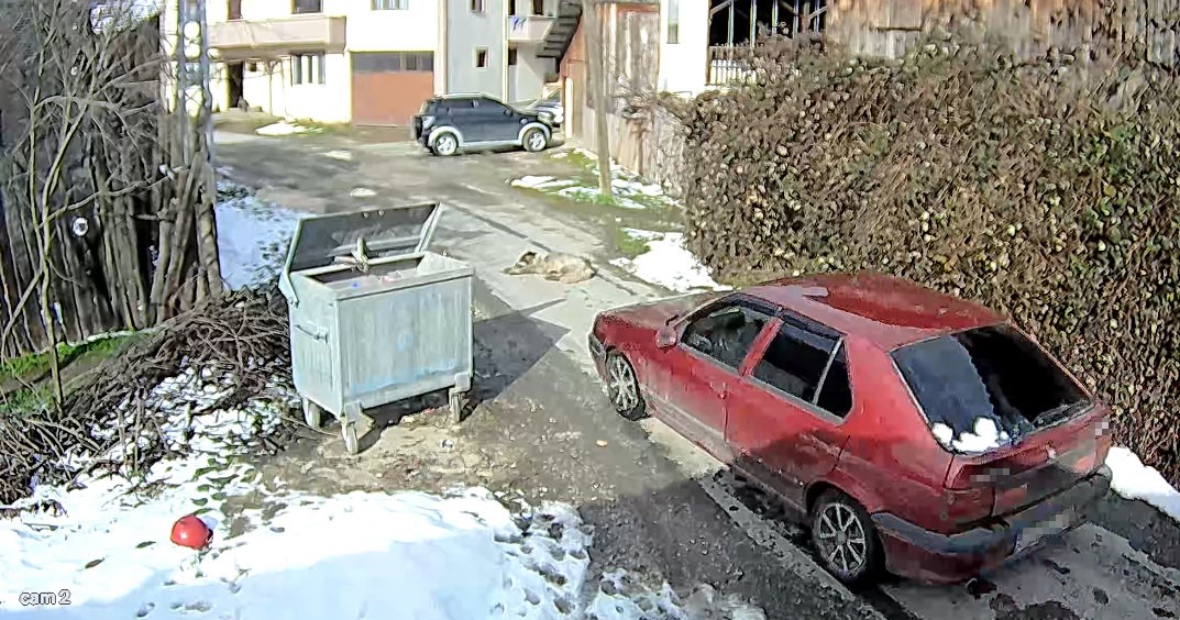 Köpeği ezip yoluna devam etti