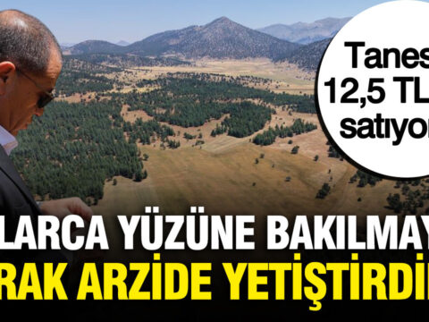 Tanesini 125 tlden satiyorlar corak arazide yetistirip hasat ettiler UJPDis44