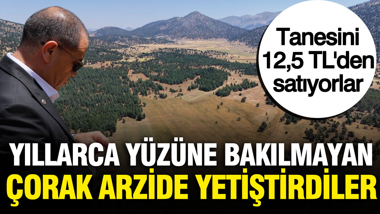 Tanesini 125 tlden satiyorlar corak arazide yetistirip hasat ettiler UJPDis44